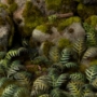Gamers Grass: Laser Plants: Bracken - GSG-GGLP-GB GGLP-GB [738956790033]