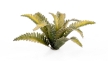 Gamers Grass: Laser Plants: Deer Fern - GSG-GGLP-DF GGLP-DF [738956790149]