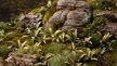 Gamers Grass: Laser Plants: Deer Fern - GSG-GGLP-DF GGLP-DF [738956790149]
