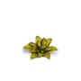 Gamers Grass: Laser Plants: Dumb Cane - GSG-GGLP-DC GGLP-DC [738956790019]