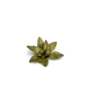 Gamers Grass: Laser Plants: Dumb Cane - GSG-GGLP-DC GGLP-DC [738956790019]