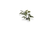 Gamers Grass: Laser Plants: Lords And Ladies - GSG-GGLP-LAL GGLP-LAL [738956790071]