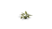 Gamers Grass: Laser Plants: Lords And Ladies - GSG-GGLP-LAL GGLP-LAL [738956790071]