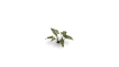 Gamers Grass: Laser Plants: Lords And Ladies - GSG-GGLP-LAL GGLP-LAL [738956790071]
