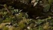 Gamers Grass: Laser Plants: Lords And Ladies - GSG-GGLP-LAL GGLP-LAL [738956790071]