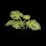 Gamers Grass: Laser Plants: Monstera - GSG-GGLP-MT GGLP-MT [738956790002]