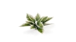 Gamers Grass: Laser Plants: Plantain Lily - GSG-GGLP-PL GGLP-PL [738956790125]