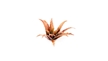 Gamers Grass: Laser Plants: Red Aloe - GGLP-RA [738956790163]