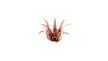 Gamers Grass: Laser Plants: Red Aloe - GGLP-RA [738956790163]
