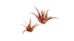 Gamers Grass: Laser Plants: Red Aloe - GGLP-RA [738956790163]