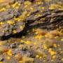 Gamers Grass: Tiny Tufts - Golden 1mm - GGTT-GO [738956791733]