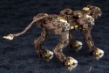 Zoids: EZ-054 Liger Zero Empire Ver. (Marking Plus Ver.) - KOTO-ZD150 [4934054027484]