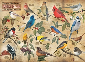 Popular Backyard Wild Birds of North America