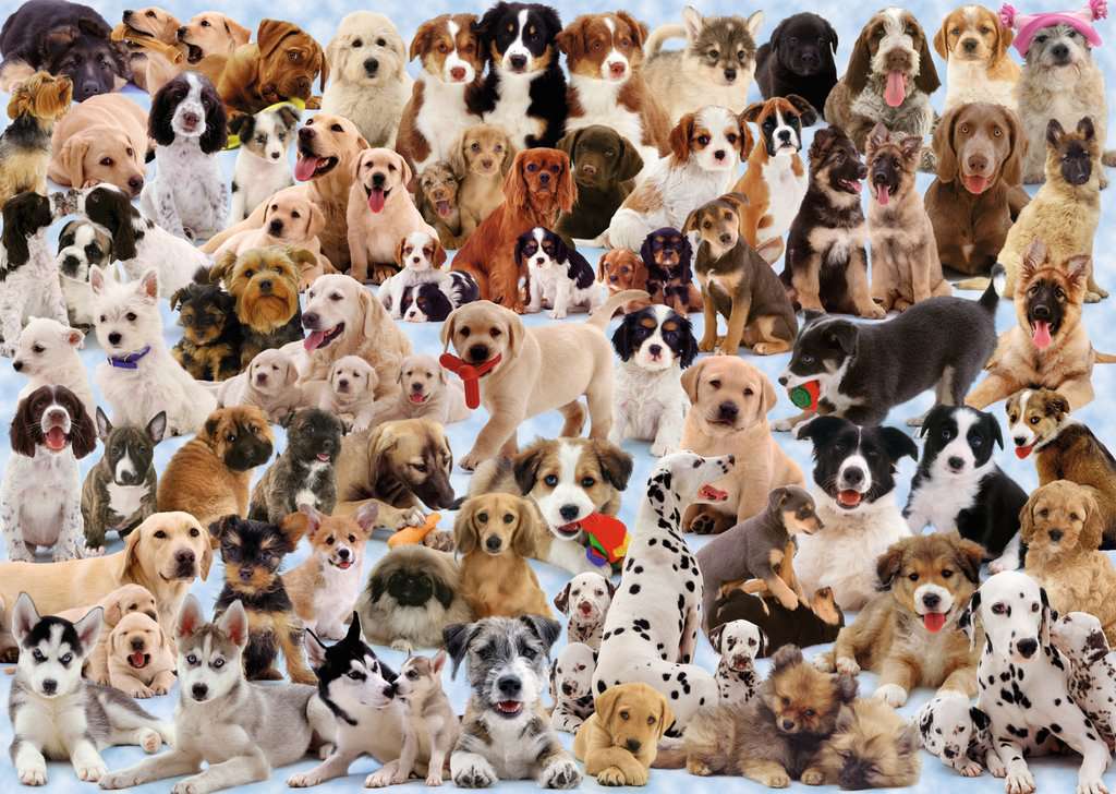 Ravensburger Puzzles (1000): Dogs Galore! 