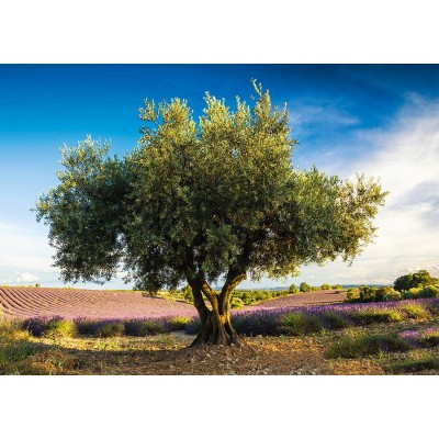 Schmidt Spiele Puzzles (1000): Olive tree in Provence 