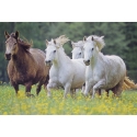 Schmidt Spiele Puzzles: GALLOPING 