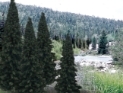 Woodland Scenics: Ready Made Trees: Fir- 13 Trees 