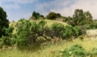 Woodland Scenics: Briar Patch Medium Green - FS638 WSCFS638 WS638 [724771006381]