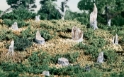 Woodland Scenics: Broken Stumps 