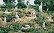 Woodland Scenics: Cut Stumps - WS31 [724771000310]