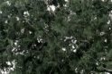 Woodland Scenics: Fine Leaf Foliage- Dark Green 