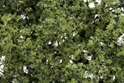 Woodland Scenics: Fine Leaf Foliage- Light Green 