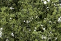 Woodland Scenics: Fine Leaf Foliage- Light Green 