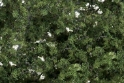 Woodland Scenics: Fine Leaf Foliage- Medium Green 