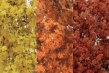 Woodland Scenics: Fine Leaf Foliage- Fall Mix - WS1135 WSCF1135 [724771011354]
