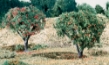 Woodland Scenics: Fruit - WS47 T47 [724771000471]