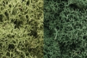 Woodland Scenics: Lichen- Light Green Mix 