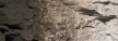 Woodland Scenics: Liquid Pigments- Raw Umber - WS1221 WSCC1221 [724771012214]