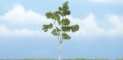 Woodland Scenics: Premium Trees: Paper Birch (4") 