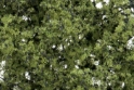 Woodland Scenics: Shrubs & Saplings Light Green 