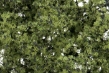Woodland Scenics: Shrubs &amp; Saplings Light Green - WS1128 WSCF1128 [724771011286]