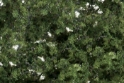 Woodland Scenics: Shrubs & Saplings Medium Green 