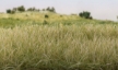 Woodland Scenics: Static Grass- Light Green 12mm (28g) - WS627 WSCFS627 [724771006275]