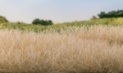 Woodland Scenics: Static Grass- Straw 12mm (28g) 