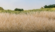 Woodland Scenics: Static Grass- Straw 2mm (70g) - WS616 WSCFS616 [724771006169]