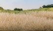 Woodland Scenics: Static Grass- Straw 7mm (42g) - WS624 WSCFS624 [724771006244]